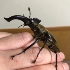 岩手県産　ミヤマクワガタ　2PA