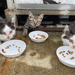 里親様募集しています。半年〜2か月くらいの猫です。