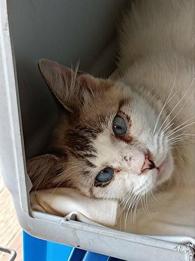 助けてあげて下さい！シャムミックス&幸せを呼ぶカギしっぽくんです