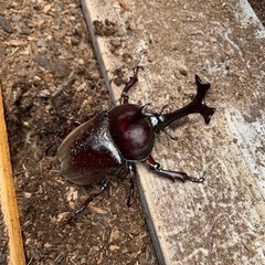 カブトムシの画像