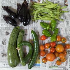 夏野菜のセット、ジャガイモのおまけ付き