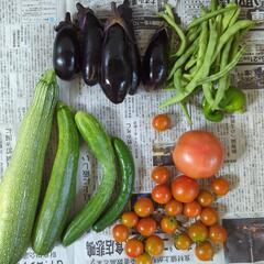 トマト、ナス野菜の色々セット