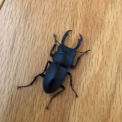 国産 天然　コクワガタ・オス・メス　100円