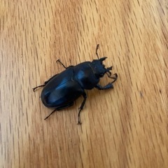 国産 天然　コクワガタ・オス・メス　100円の画像