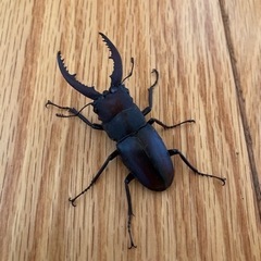 天然 国産　中歯型ノコギリクワガタ(オス)  200円