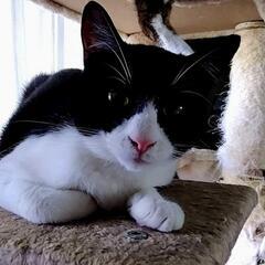 🐱ななか(♀)とシャーリー(♂)🐱