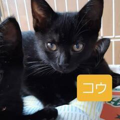 里親様決定！♂2.5ヵ月～イケメン黒4兄弟！コウくん