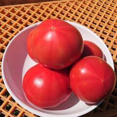 大玉トマト🍅格安❗
