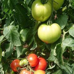大玉トマト🍅格安❗の画像