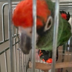 ズアカハネナガインコ　一旦ストップします。返信が追いつきません。