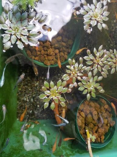 \nミックスめだか20匹おまけ水草：ウォーターダイヤ2本