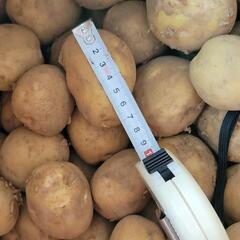 ジャガイモ🥔収穫してきました