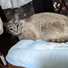 猫を探してます