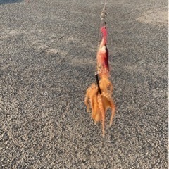 タコ釣り仲間募集 - 安芸高田市
