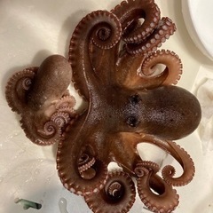 タコ釣り仲間募集 − 広島県