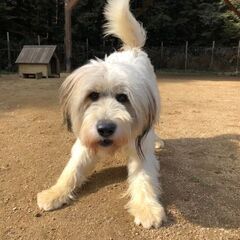 元野犬の海老蔵くん☆♂オス☆2歳　ビアデッドコリー風 - 名古屋市