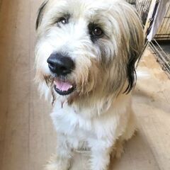 元野犬の海老蔵くん☆♂オス☆2歳　ビアデッドコリー風 - 犬