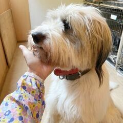 元野犬の海老蔵くん☆♂オス☆2歳　ビアデッドコリー風 − 愛知県