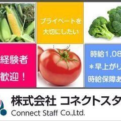 【３０名大募集／未経験者歓迎！】ブロッコリー・トマト・スイートコ...
