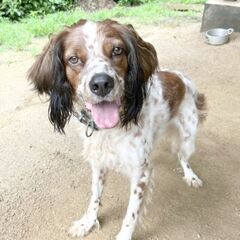 天真爛漫☆クリストファー☆♂オス　7歳　　ブリタニ―スパニエル - 犬