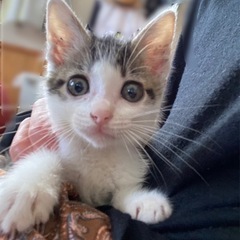 キジ白の子猫の里親様見つかりました