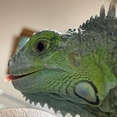 爬虫類好き集まろー！