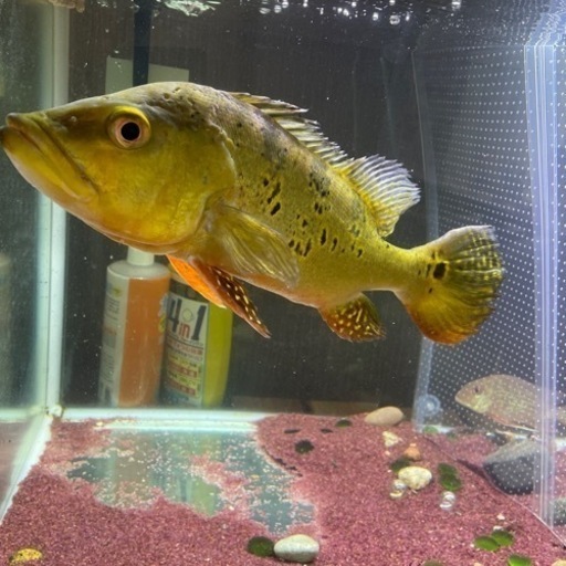 キクラ　ケルベリー３０センチ越え