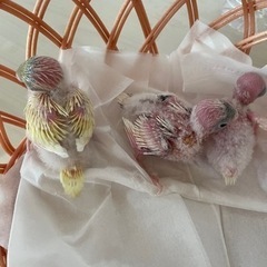 見てみて！可愛いセキセイインコ産まれています。