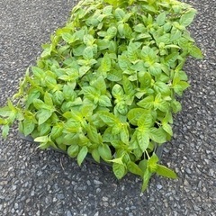 バジル苗1ケース24個で500円！