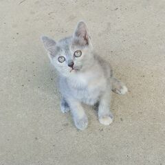里親募集中！　グレーのサビ猫ちゃんですの画像