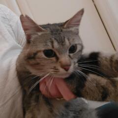 お陰様で幸せ見つけました❣️ - 猫