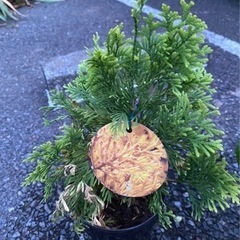 紫陽花、コニファー、宿根ロベリア差し上げます！の画像