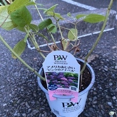 紫陽花、コニファー、宿根ロベリア差し上げます！の画像