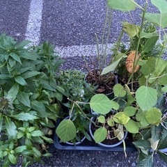 紫陽花、コニファー、宿根ロベリア差し上げます！の画像