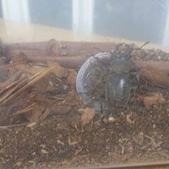クワガタ成虫あげます。雄のみ！4ひき