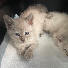超☆子猫ラッシュ!! in豊明☆保護猫の譲渡会2022年7月2日...
