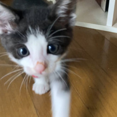 急募　生後2ケ月位の子猫です