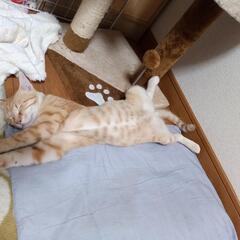 保護した猫が、帰って、来ません。
