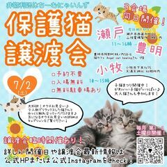 超☆子猫ラッシュ!! in小牧☆保護猫の譲渡会2022年7月2日（土）～ 非営利団体　 ちーむ にゃいんず - 小牧市