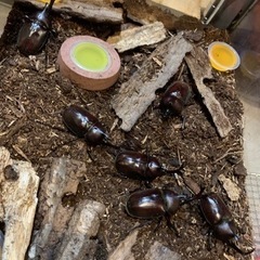 カブトムシ成虫　オスメスセット