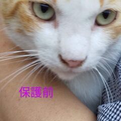 人懐っこすぎ！愛され猫オス😺初めて猫飼育考えてる方にオススメ！ − 熊本県
