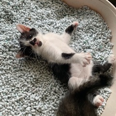里親さん募集します(黒猫の兄弟です)