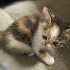 三毛猫ちゃん ♀