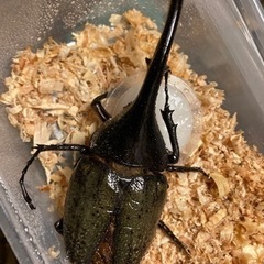 ヘラクレスオオカブトB品ペアの画像