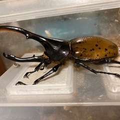 ヘラクレスオオカブト　リッキー♂の画像