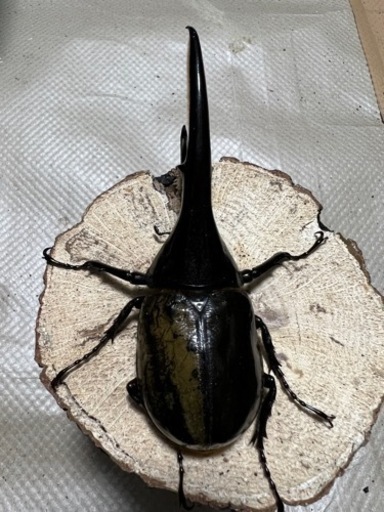 ヘラクレス　♂137㎜　♀70㎜　ペア　HirokA