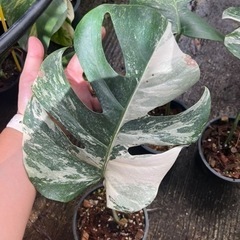 斑入り モンステラ 『Albo-アルボ』