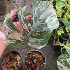 斑入り モンステラ 『Albo-アルボ』