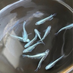 可愛い  メダカ無料であげます。の画像