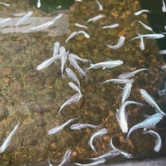 可愛い  メダカ無料であげます。の画像